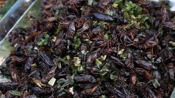 Edible roasted and spiced meal beetles. Bug fried on street food in Thailand. Fried insect is the food on the Thai market — Stock Video