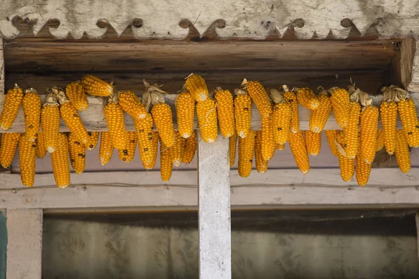 Des grappes de maïs sec au Népal — Photo