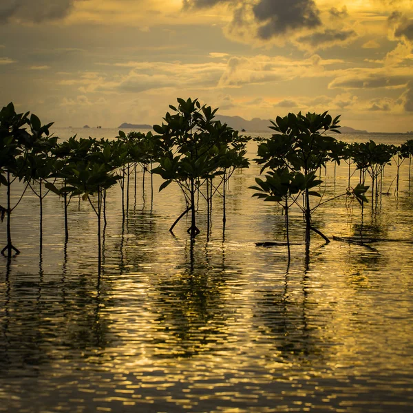 Mangroves plants on the beach in sea water wave during sunset. — Stock Photo, Image