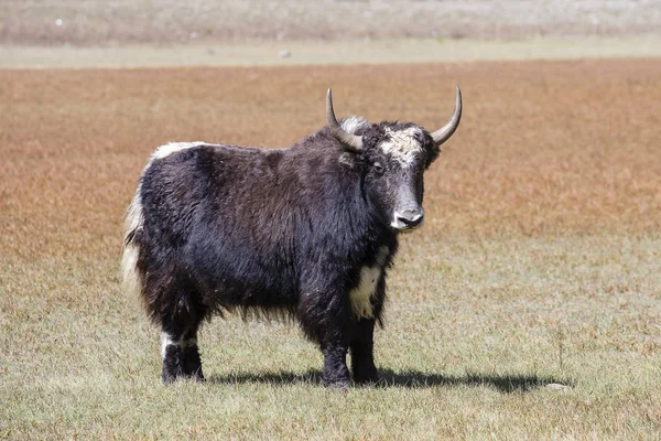 Close up wild yak in Himalaya mountains, Nepal — Stock Photo, Image