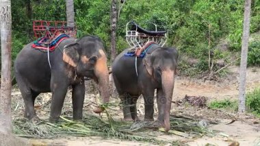 Koh Phangan Tayland adasındaki fil kampında turist gezisi için fil. Fil ormanda palmiye yaprakları yiyor.