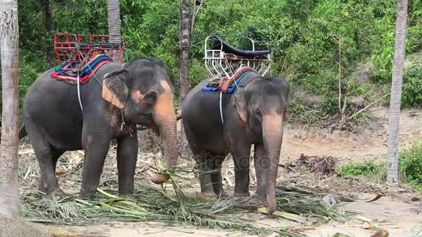 Elephant for tourist ride in elephant camp on the island Koh Phangan Thailand. Elephant eating palm leaves in the jungle — Stock Video