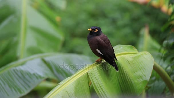 Vogelhügel mynah sitzt auf einem grünen Palmblatt, gracula religiosa Vogel, der intelligenteste Vogel der Welt. Nahaufnahme — Stockvideo