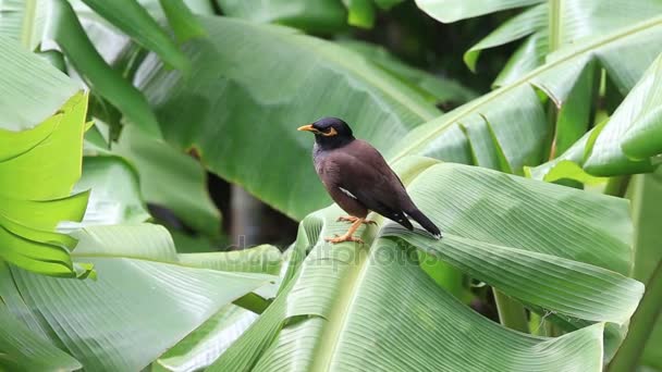 Mynah bukit burung duduk di atas daun palem hijau, burung Gracula religiosa, burung yang paling cerdas di dunia. Tutup. — Stok Video