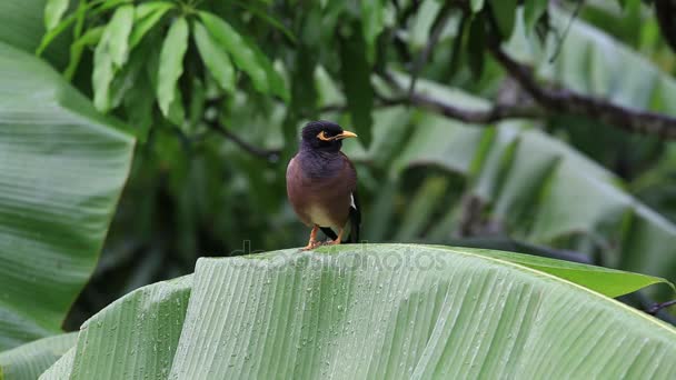 Vogelhügel mynah sitzt auf einem grünen Palmblatt, gracula religiosa Vogel, der intelligenteste Vogel der Welt. Nahaufnahme — Stockvideo