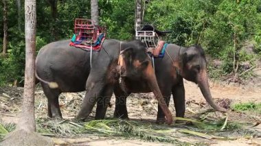 Koh Phangan Tayland adasındaki fil kampında turist gezisi için fil. Fil ormanda palmiye yaprakları yiyor.