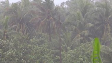 Tropikal yağmur damlaları düşen yeşil palmiye ağacı Koh Samui, Tayland bırakır.