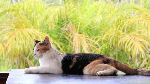 Домашня кішка сидить на столі в саду — стокове відео
