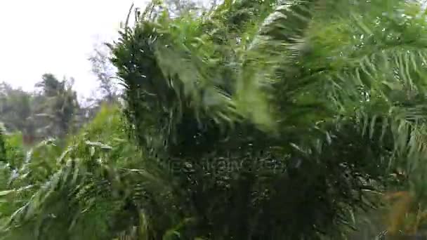 Tropical rain drops falling on the green palm tree leaves in Koh Phangan, Thailand — Stock Video