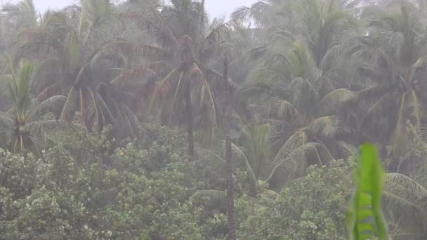 Tropical rain drops falling on the green palm tree leaves in Koh Phangan, Thailand — Stock Video