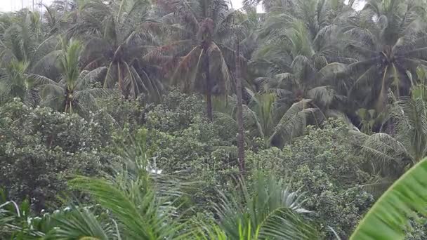Gotas de lluvia tropical cayendo sobre las hojas de palmeras verdes en Koh Phangan, Tailandia — Vídeo de stock