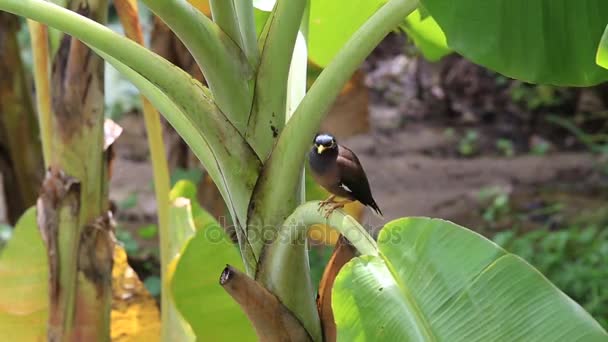 Vogelhügel mynah sitzt auf einem grünen Palmblatt, gracula religiosa Vogel, der intelligenteste Vogel der Welt — Stockvideo