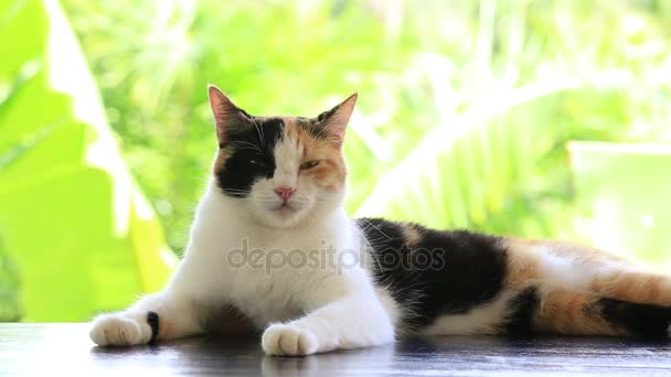 Gato doméstico sentado en una mesa en el jardín — Vídeo de stock