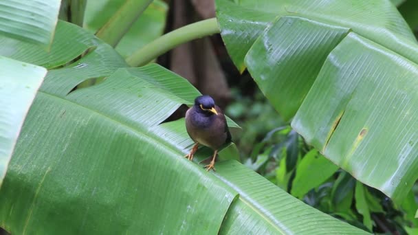 Vogelhügel mynah sitzt auf einem grünen Palmblatt, gracula religiosa Vogel, der intelligenteste Vogel der Welt — Stockvideo