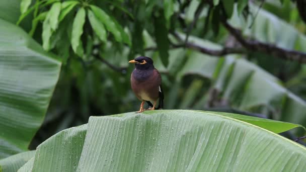 Mynah bukit burung duduk di atas daun palem hijau, burung Gracula religiosa, burung yang paling cerdas di dunia — Stok Video