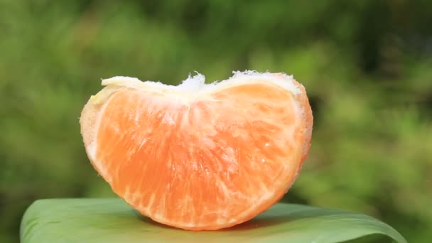 Rotación de fruta naranja, primer plano — Vídeos de Stock