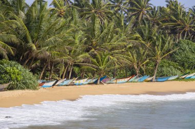 Hindistan cevizi palmiye ağaçları ve kum plajı üzerinde ahşap tekneler