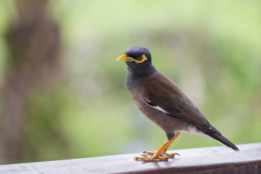 Portre hill sığırcık, Gracula bileğinde kuş, dünyanın en akıllı kuşlar.