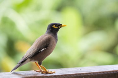 Portre hill sığırcık, Gracula bileğinde kuş, dünyanın en akıllı kuşlar.