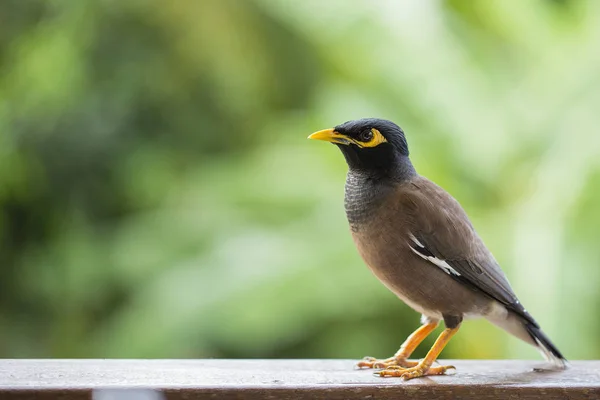 Portrét hill mynah, Gracula religiosa pták, nejinteligentnější ptáků na světě. — Stock fotografie