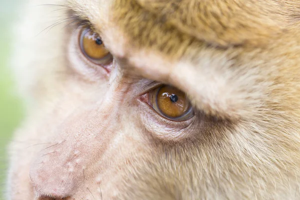 Close-up van gezicht aap — Stockfoto