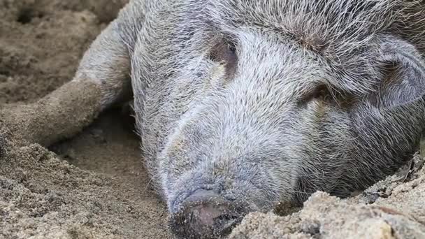 Vörös mangalica vagy wooly sertés alszik a homokban - közelről. A disznó a sárban egy boldog sertés. Sziget Koh Phangan-sziget, Thaiföld — Stock videók