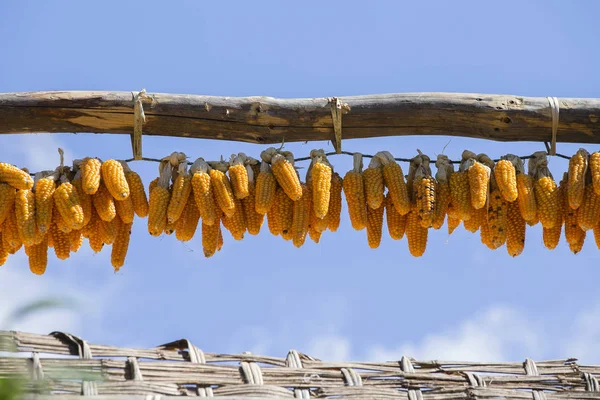 Manojos de maíz seco y cielo azul en Nepal — Foto de Stock