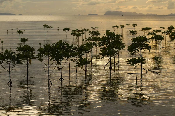 Mangroven planten op het strand in zee water Golf tijdens zonsondergang. — Stockfoto