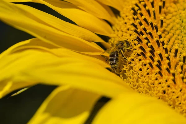 Bee trying to find the best pollen on the head of sunflower, Ukraine. C — Stock Photo, Image