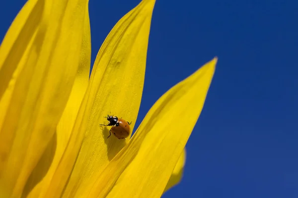 Ladybug and yellow sunflower against a blue sky. Ukraine — Stock Photo, Image