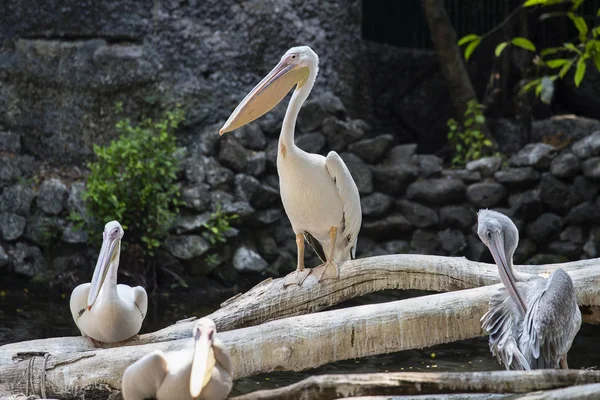 Pelicano Branco, Pelecanus onocrotalus na natureza — Fotografia de Stock