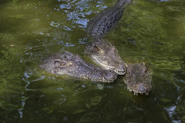 Crocodilo na água. Fechar — Fotografia de Stock