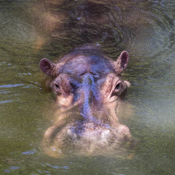 Hipopótamo en agua — Foto de Stock