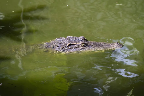 Krokodyl w wodzie. Z bliska — Zdjęcie stockowe
