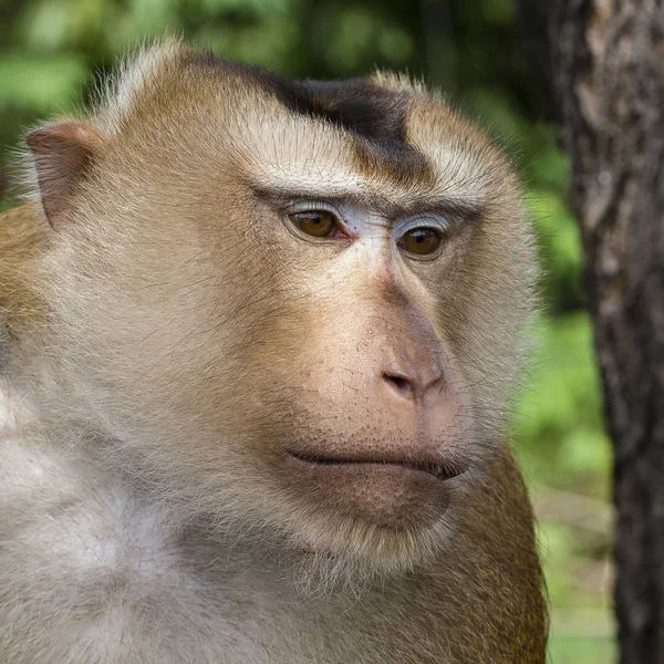 Fechar macaco de cara — Fotografia de Stock