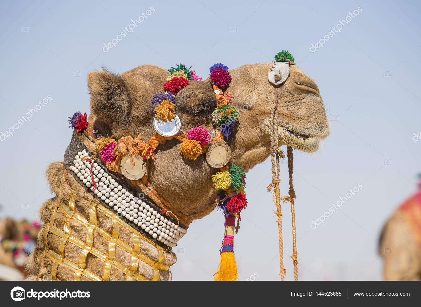 Decorated Camel At Desert Festival In Jaisalmer Rajasthan India