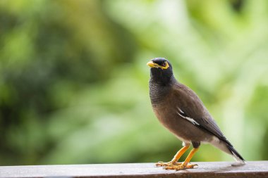 Portre hill sığırcık, Gracula bileğinde kuş, dünyanın en akıllı kuşlar.