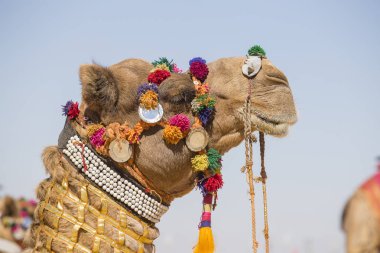 Deve Jaisalmer, Rajasthan, Hindistan çöl Festivali dekore edilmiş.