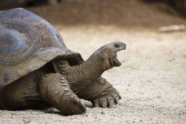 Dev kaplumbağalar, dipsochelys kızgözü La Vanille doğa Park, Mauritius Adası