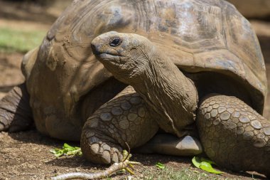 Dev kaplumbağalar, dipsochelys kızgözü La Vanille doğa Park, Mauritius Adası