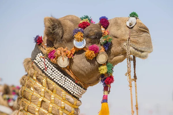Camelo decorado no Desert Festival em Jaisalmer, Rajasthan, Índia . — Fotografia de Stock