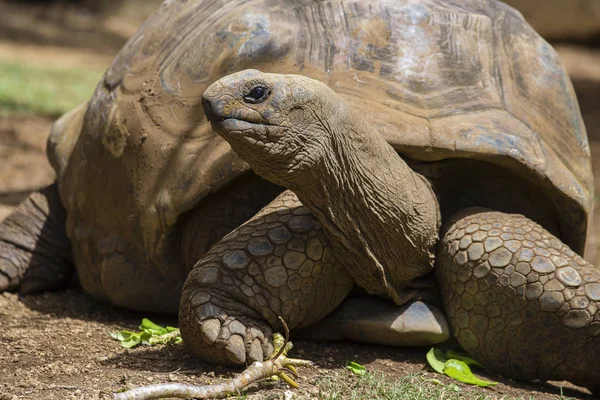 Tortugas gigantes, dipsochelys gigantea en el Parque Natural de La Vanille, Isla Mauricio — Foto de Stock