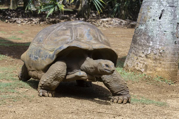 Tortugas gigantes, dipsochelys gigantea en el Parque Natural de La Vanille, Isla Mauricio — Foto de Stock