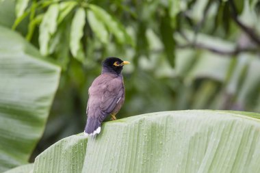 Kuş tepe sığırcık dünyada yeşil palmiye yaprağı, Gracula bileğinde, en zeki üzerinde oturur