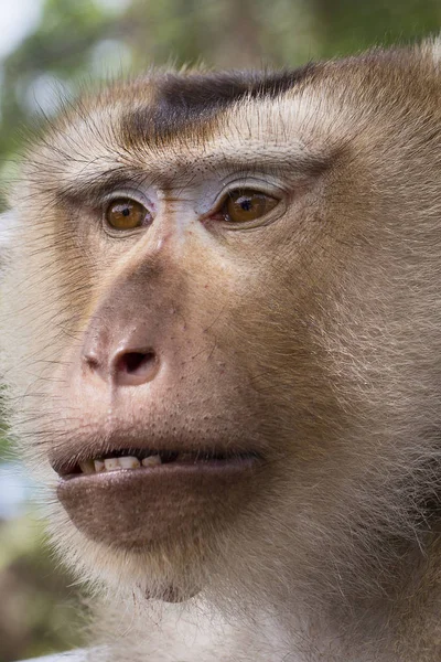 Close up face monkey — Stock Photo, Image