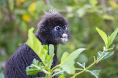 Yüz gölgeli yaprak maymun kadar kapatın