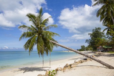 Güzel tropikal plaj, palmiye ağacı ve deniz adası Koh Samui, Tayland su