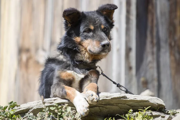 Cão rafeiro em uma cadeia ao ar livre em casa particular. Nepal . — Fotografia de Stock