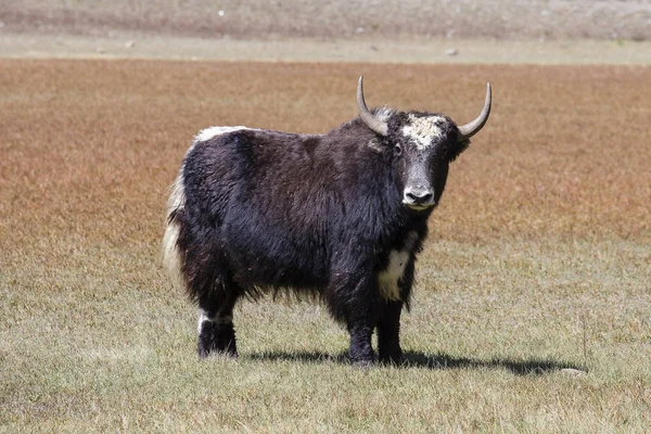 Close up wild yak in Himalaya mountains, Nepal — Stock Photo, Image