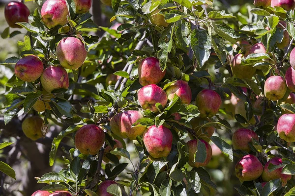 Red apple on tree branch . Himalayas, Nepal — Stock Photo, Image